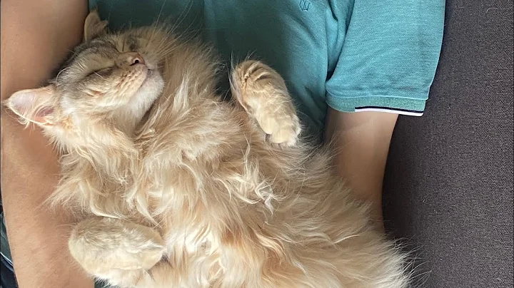 Watch the video about Extra purring for extra cuddles - Leo the siberian cat