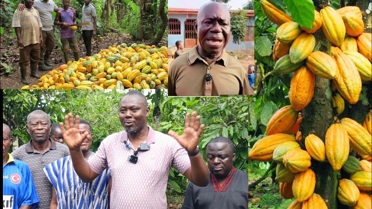We Are Ready To Offer Our Cocoa Farms For Galamsey, Chairman Celebrate Val's Day with Cocoa Farmers