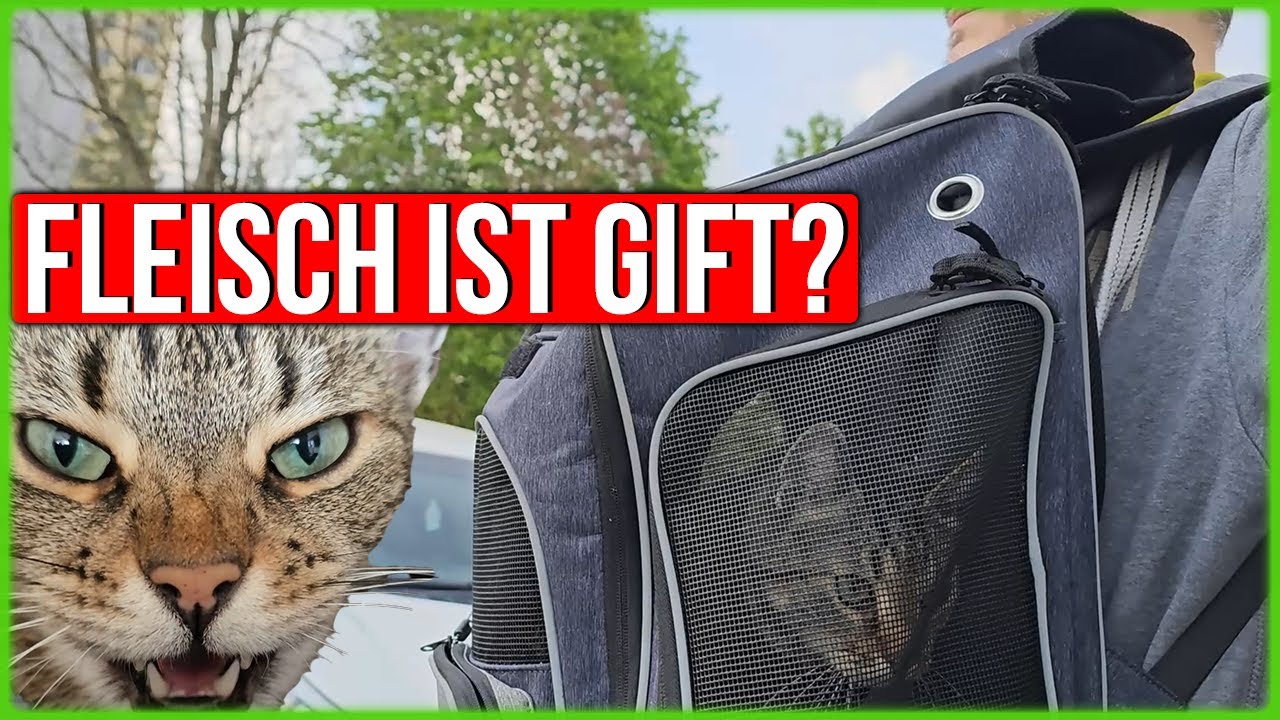 Wie ich meine Katze an Autofahren gewöhne