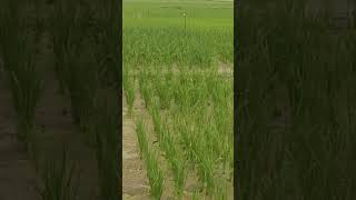 weeding failed paddy Dr. Satyapal Singh breeder scientist