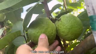 Harvesting more guava, 3 varieties.