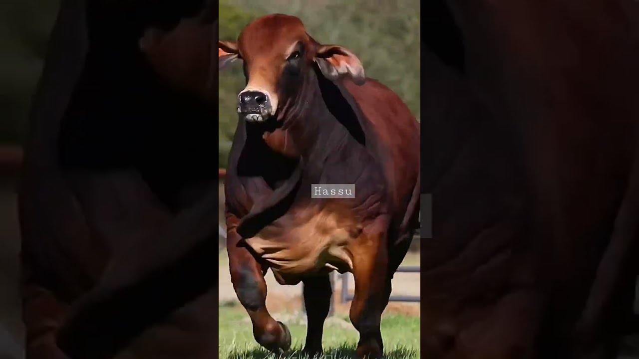 HEAVY WEIGHT GIANT BULL Love Cute Shorts Fyp Giant Beast Mashallah Hassanrajput