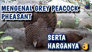 GREY PEACOCK MEKAR & HARGA GREY PEACOCK PHEASANT #ayamhias #pheasant #greypeacockpheasant