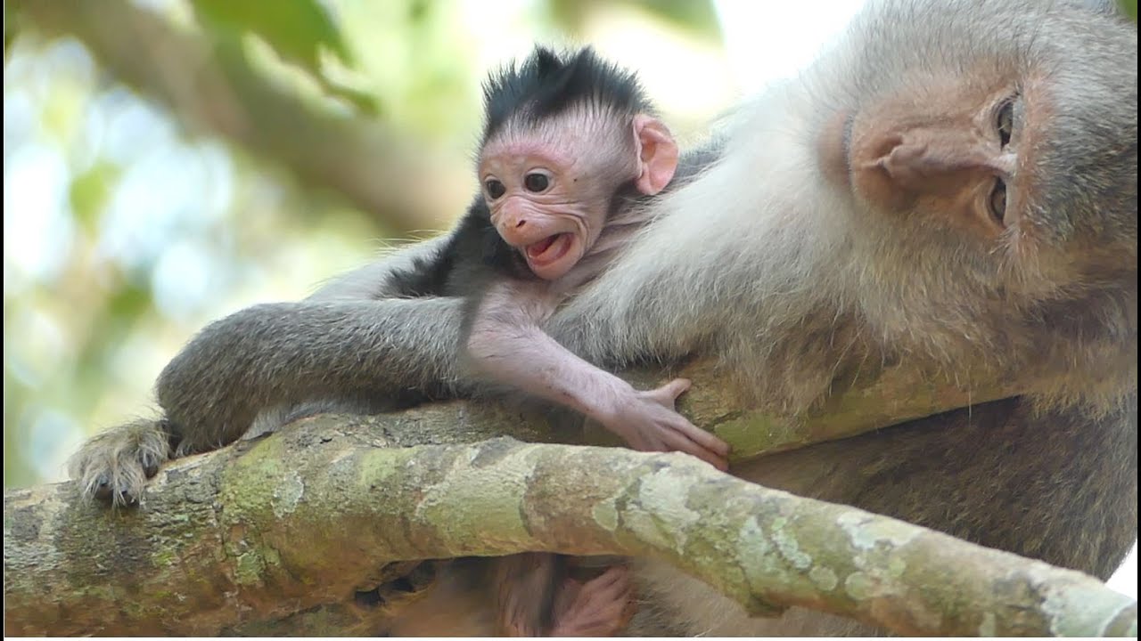Surprise Newborn Baby Jinx Just Born But Why She Can Performance Show Of Scared Screaming Like This?