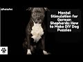 Aperu de la race staffordshire bull terrier faits et soins