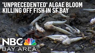 Environmental Group Reports ‘Unprecedented' Algae Bloom, Fish Dying Across SF Bay