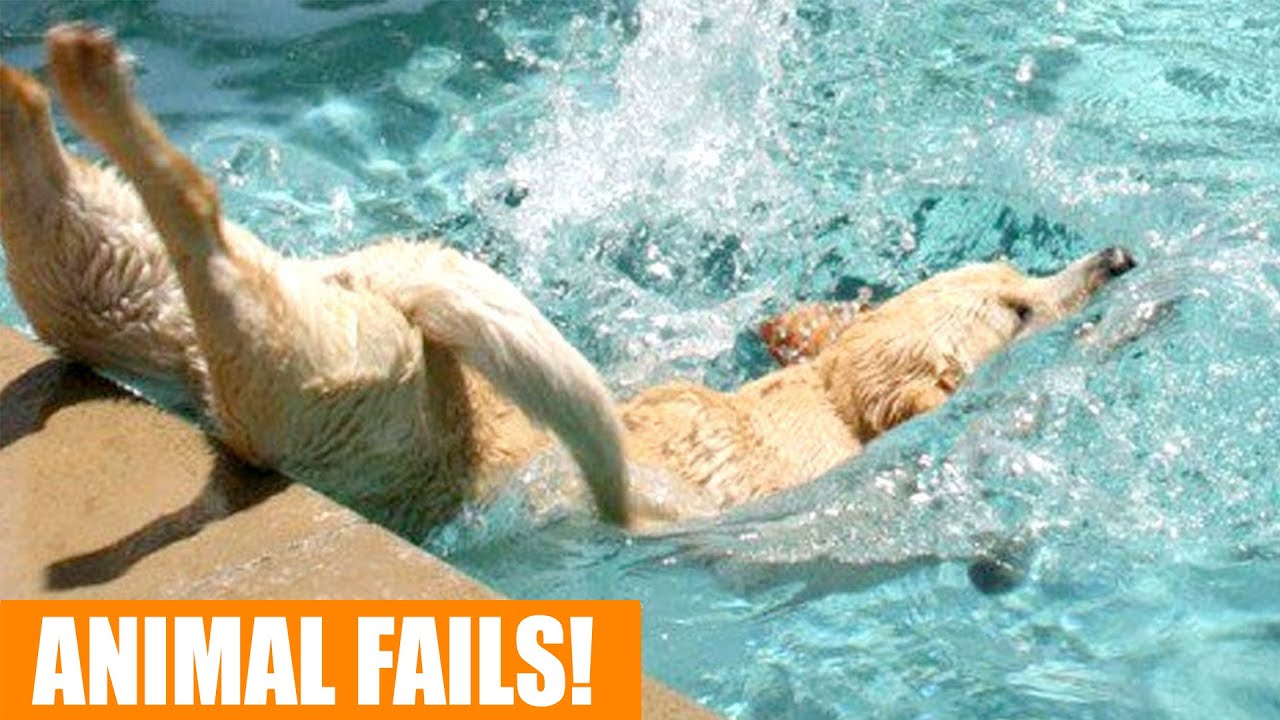 shorts Funniest Animals Doing Things Best Cats And Dogs Reactions