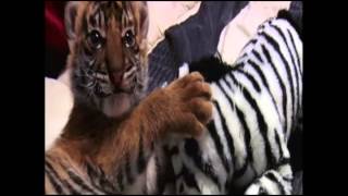 CUTE TIGER CUBS﻿ 2014 01 22