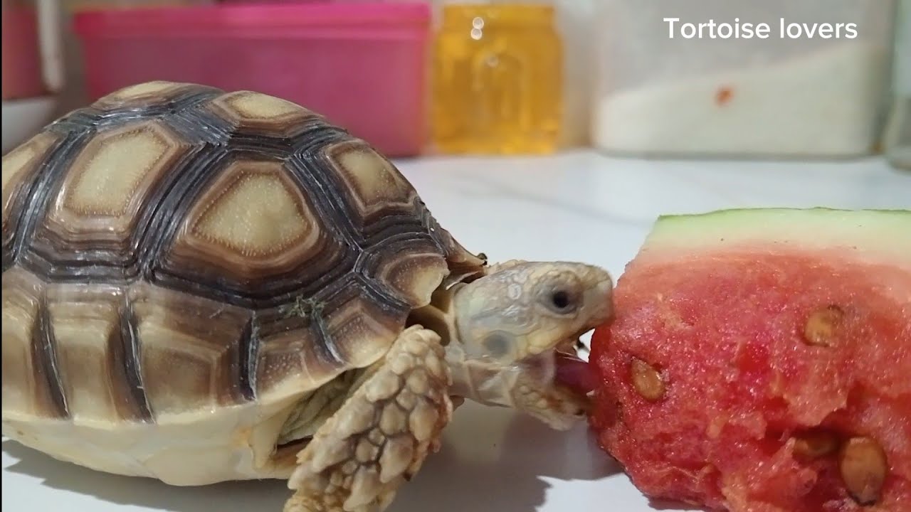 Baby tortoise sulcata eating water melon 🍉🍉🍉