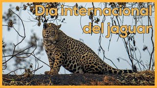 The jaguar, the largest feline in the Americas El Jaguar De Colombia