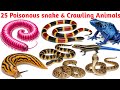 25 ज़हरीले साँप और रेंगने वाले जानवर | 25 Poisonous Snake & Crawling Animals Names English| For Kids