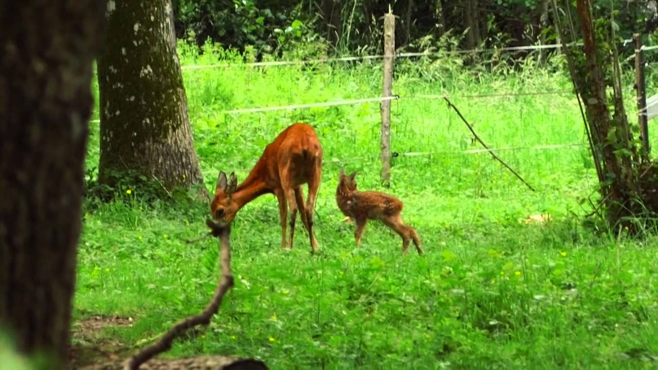 Tony Film Une Biche Et Son Bebe Youtube