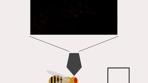 Linear Summation Underlies Direction Selectivity in Drosophila