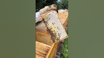 Beginner’s Guide to Honey Harvesting - Step by Step Tutorial
