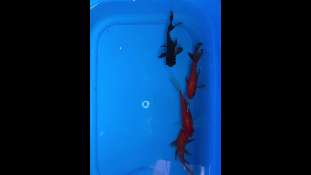 Gold Fishes