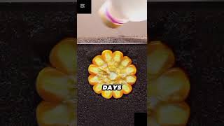 #seeds #corn #viral