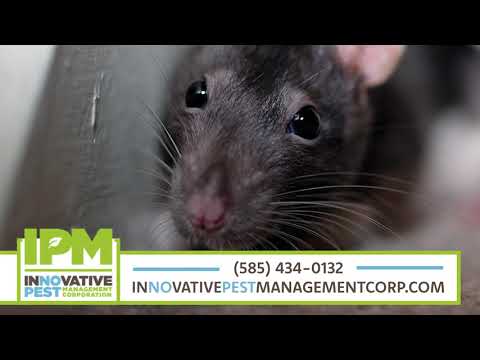 Innovative Pest Management, Corp | Pest Control in rochester