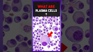 What Are “Plasma Cells” 🩸? | Clear Explanation