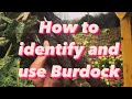 BURDOCK ROOT - Uses, health & medicinal benefits & identification