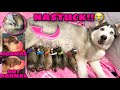 Nastuck Ang Puppy?! | Finally Malia Gave Birth! | Some Abnormalities | Husky Pack TV