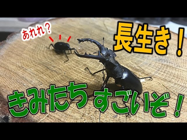 クワガタ＆カブトムシ☆昆虫採集 長生き？今年採集したカブクワ