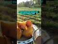 "kunci kesehatan cuman satu yaitu jangan sakit"#shorts
