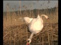 Le  cygne  documentaire animalier