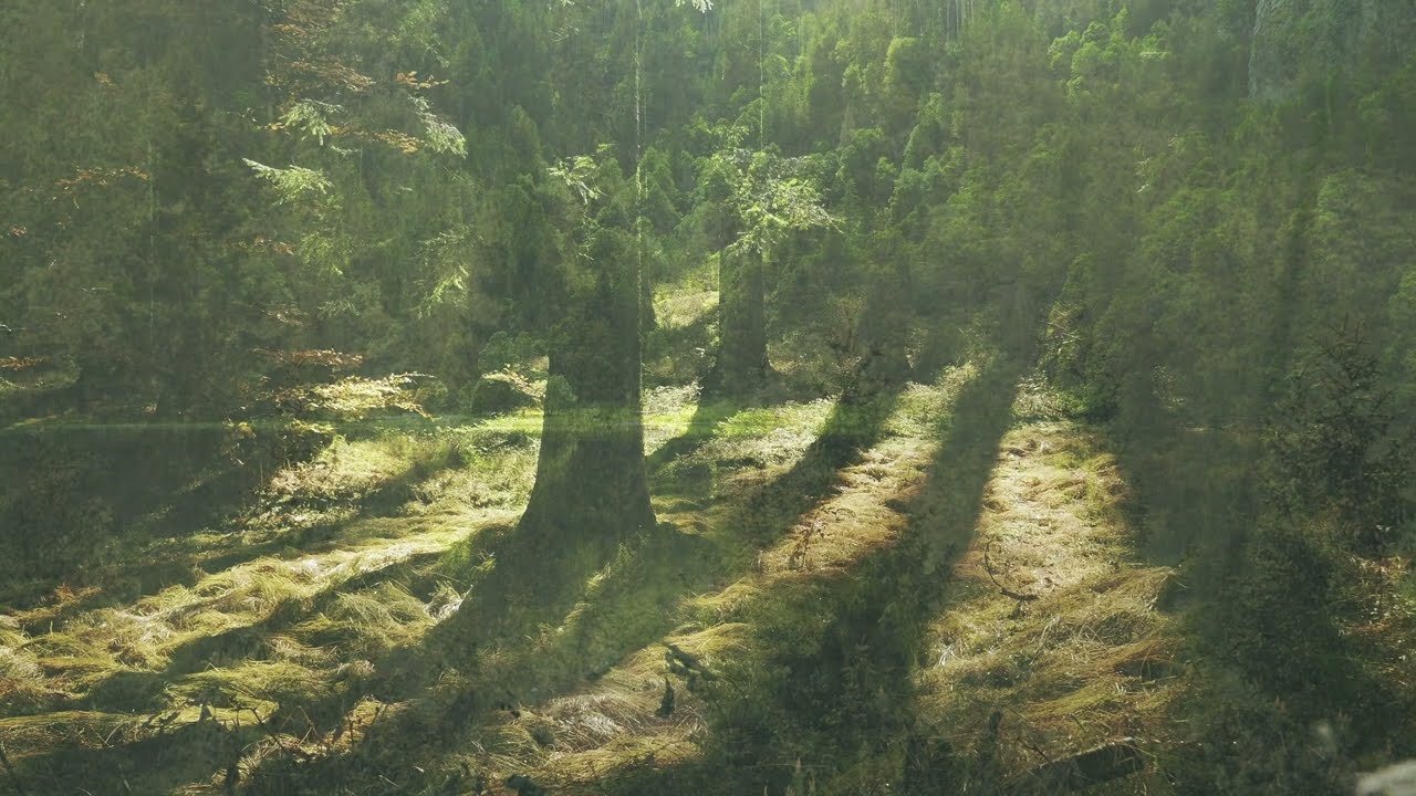YouTube에서 Matt Tondut & Antarctic Wastelands : Undergrowth 보기 YouTube에서 Matt Tondut & Antarctic Wastelands : Undergrowth 보기