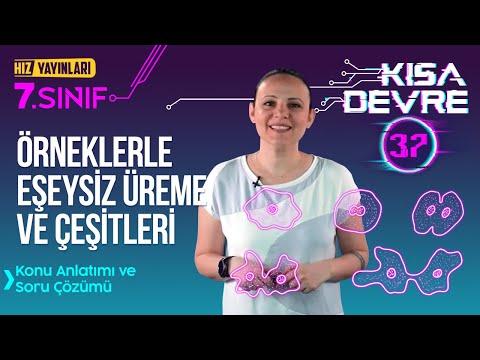 Eşeysiz Üreme Konu Anlatımı, Test Çözümü (Özellikleri ve Çeşitleri) 7. Sınıf Fen Bilimleri #37