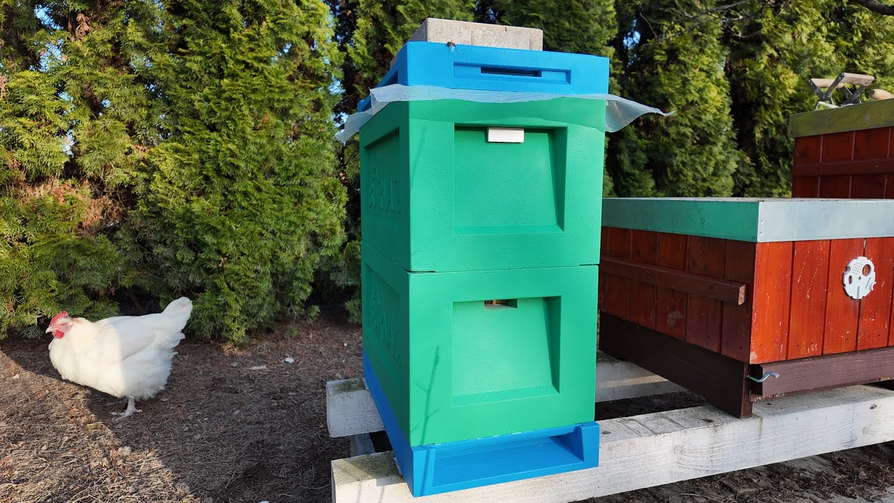 Přesun včel do BURNATU a hygienické chování včelstva F4 vlastní Matilda - Budování včelí farmy #90