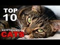 TOP 10 EGYPTIAN MAU CATS BREEDS の動画、YouTube動画。