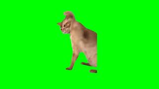 Cat Hits Another Cat (Green Screen, Orange Cat Only)