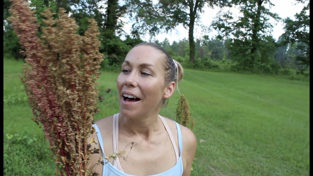 Growing Quinoa Update: Harvest time! Collab w/@ElizabethHuskeyRichey