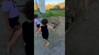 OZİ DANS ETTİ KÖPEK YATTI YA🤣🤣🤣#shortvideo #funny #youtubeshorts #cute #keşfet #dog #shorts