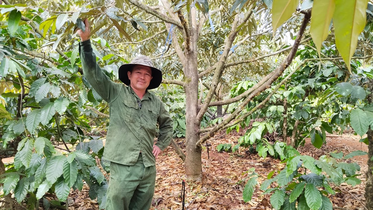 Thời điểm  vào nước tốt nhất cho sầu riêng ra mắt cua 
