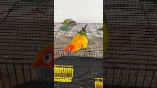 வாங்க நம்ம Aviaryல புது African Love Birds விடலாம்