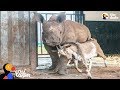 Baby Rhino Grows Up With Goat Best Friend | The Dodo Odd Couples