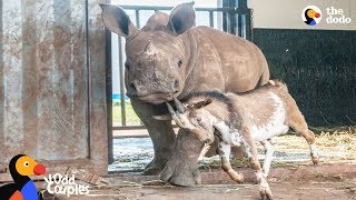 Baby Rhino Grows Up With Goat Best Friend The Dodo Odd Couples