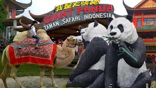 Naik Onta Di Istana Panda Taman Safari Indonesia