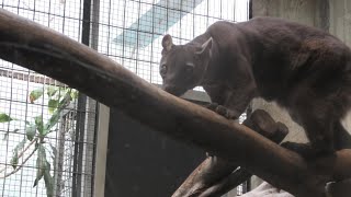 Wildfact Wednesday Fossa