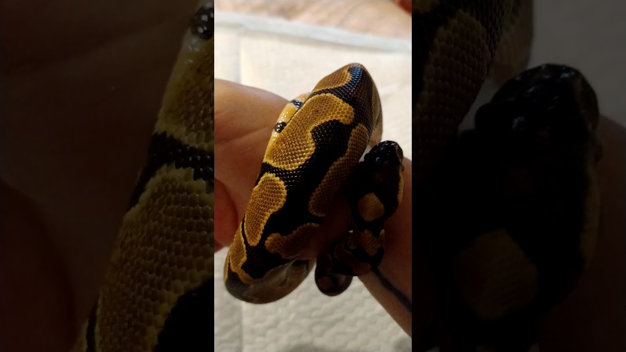 snake oil Luna Ball Python snuggles