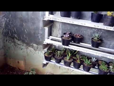 Cara menanam dan merawat kaktus dan sukulen yang benar 