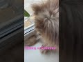 🐕 🦋 #2025 #2025shorts #pomeranian #animals #собака #бабочка