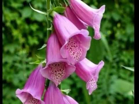 Video: Apa Itu Fairy Foxglove - Cara Menanam Tumbuhan Fairy Foxglove