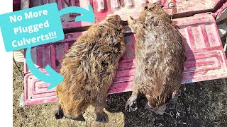 Out On The Line 2023 Ep. 28  Spring Nuisance Beaver Trapping  Part 2