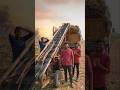 ट्रक से गन्ना उतारने का देसी जुगाड़ देखो | Annuka #Shorts