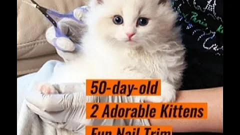 Video 10793341: ragdollkittens cat kitten