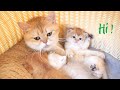 Kittens are lovingly cared for by their mother cat so sweet