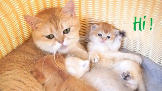 Kittens are lovingly cared for by their mother cat. So sweet!