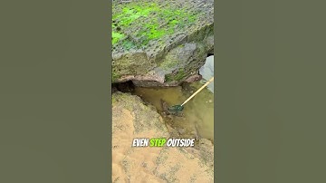 this girl trapped the dangerous snake in the net #shortsvideo #shortsfeed #youtubeshortsvideo #facts